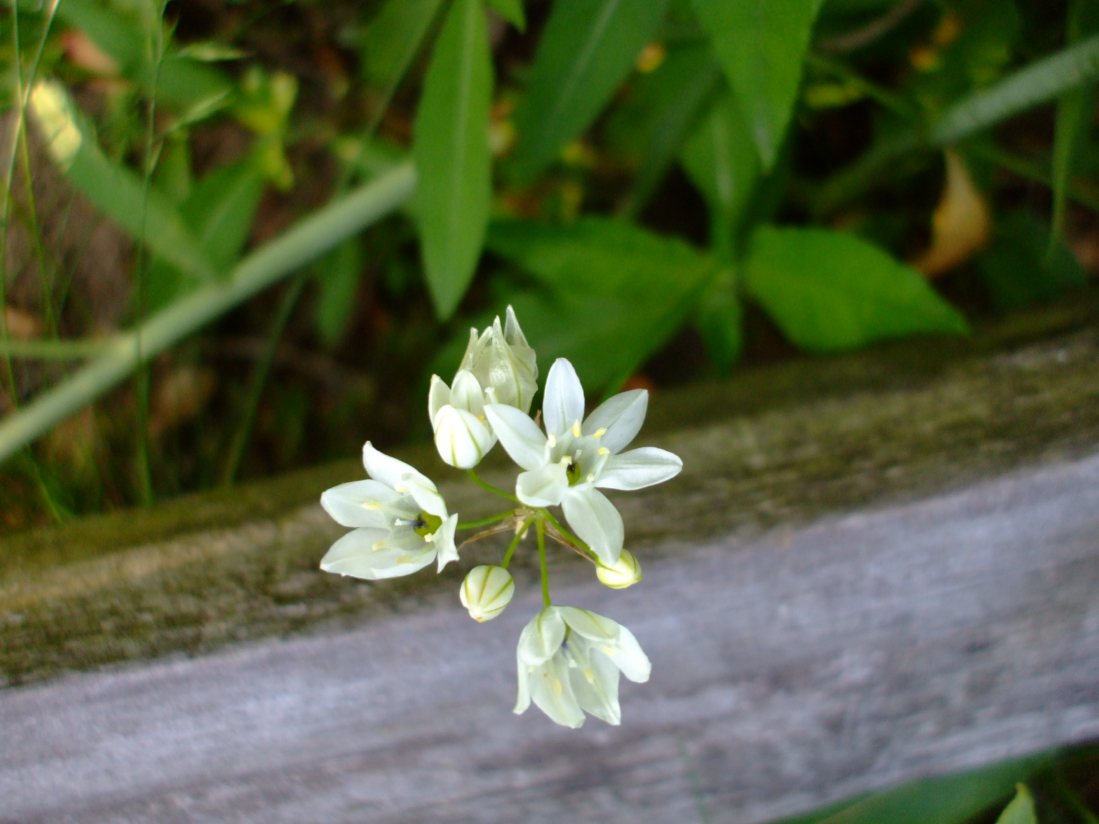 Triteleia hyacinthina